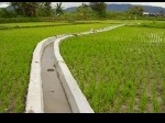 sawah-irigasi.jpg