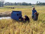 sawah-retak-akibat-tak-turum-hujan-di-kecamatan-binamu-jeneponto.jpg