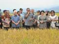 sby-panen-padi-di-sidrap-2.jpg