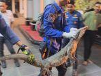 seekor-biawak-berukuran-1-meter-bertamu-ke-kantor-Bupati-Maros-Jalan-Jenderal-Sudirman.jpg