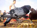 sejumlah-pecinta-burung-merpati-kolong-ya3.jpg<pf>sejumlah-pecinta-bur453.jpg