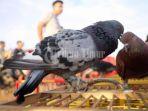 sejumlah-pecinta-burung-merpati-kolong-yang-tergabung-dalam-komunitas-2582021.jpg