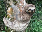 sloth-hewan-terlambat-di-dunia-2362021.jpg
