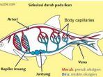 soal-uas-biologi-sistem-peredaran-darah-hewan-dibagi-jadi-2-bagian-pembahasan-dan-contohnya.jpg
