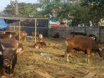 suasana-pedagang-sapi-di-jl-tun-abdul-razak-kabupaten-gowa-rabu-1472021-siang.jpg