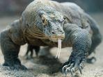 taman-nasional-komodo-bakal-ditutup.jpg