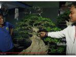tanaman-bonsai-yang-dikunjungi-azis-gagap.jpg