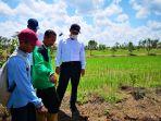 tinjau-program-serasi-mentan-amran-optimistis-program-ini-sejahterakan-petani.jpg