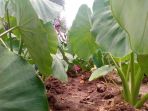 triple-j-pinrang_20170309_201336.jpg
