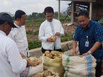 ubi-jalar-karanganyar-untung-besar-dan-ekspor-ke-korea.jpg