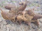 ubi-kayu-atau-singkong-1-22102019.jpg<pf>ubi-kayu-atau-singkong-2-22102019.jpg<pf>ubi-kayu-atau-singkong-4-22102019.jpg