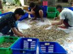 udang-pangkep_20170122_132059.jpg