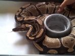 ular-piton_20170330_222843.jpg