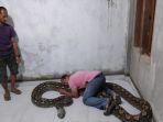 ular-sanca-sepanjang-11-meter-ditangkap-warga-saat-cari-mangsa-di-maros-berlangsung-dramatis.jpg