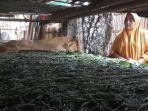 ulat-sutra-di-kampung-sabbe-di-desa-pising-soppeng-3082021.jpg