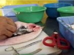 video-bandeng-tanpa-duri_20160313_181847.jpg