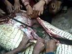 video-detik-detik-potongan-tubuh-manusia-dikeluarkan-dari-dalam-perut-buaya-isinya-kaki-warga.jpg
