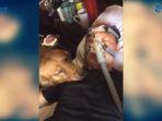 viral-video-anjing-setia-temani-pemiliknya-yang-tidur-memakai-ventilator.jpg