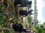 warga-desa-pengkendekan-kecama87.jpg