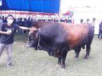 warga-memperlihatkan-ternak-sapi-di-acara-pameran-sapi-di-sinjai-pekan-lalu.jpg