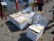 Bibit_Rajungan_yang_akan_dilepas1.JPG<pf>Rektor_UH,_bupati_Takalar,_dan_rombongan_berfoto_sebelum_ke_laut1.JPG
