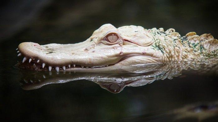 Arti Mimpi Buaya Putih, Bisa Jadi Pesan Keberuntungan, Ini 5 Tafsir Mimpinya