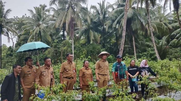 Michael Thungari Dorong Petani Sangihe Wujudkan Kemandirian Pangan Lewat Budidaya Cabai