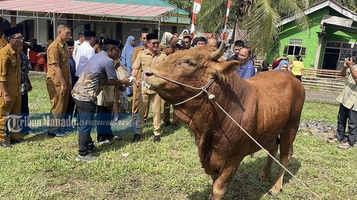 Bupati Minut Joune Ganda serahkan sapi kurban dari Presiden di Masjid Al Muhajirin, Desa Munte