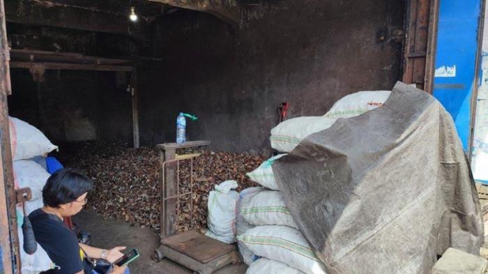 KOPRA - Gudang kopra di Calaca, Manado, Sulawesi Utara. Harga kopra di Manado - Sulut kembali turun per Jumat, 24 Oktober 2025 dengan banderol Rp 20 Ribu per kilogram.