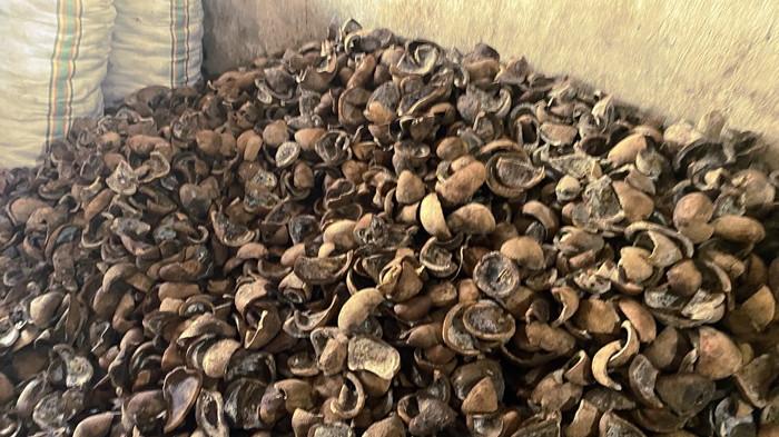 HARGA KOPRA - Potret kopra di gudang penyimpanan Calaca, Kota Manado, Sulawesi Utara, Kamis (13/11/2025). Harga kopra di Kota Manado mengalami kenaikan tipis pada pekan ini.