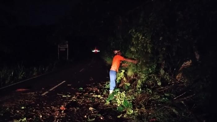 POHON TUMBANG - Cuaca ekstrem di Minahasa Utara (Minut), Sulawesi Utara (Sulut) pada Jumat (7/11/2025) malam, mengakibatkan terjadi pohon tumbang di beberapa lokasi berbeda. Petugas BPBD Minut melalukan evakuasi pohon tumbang sedikit menutup badan jalan.