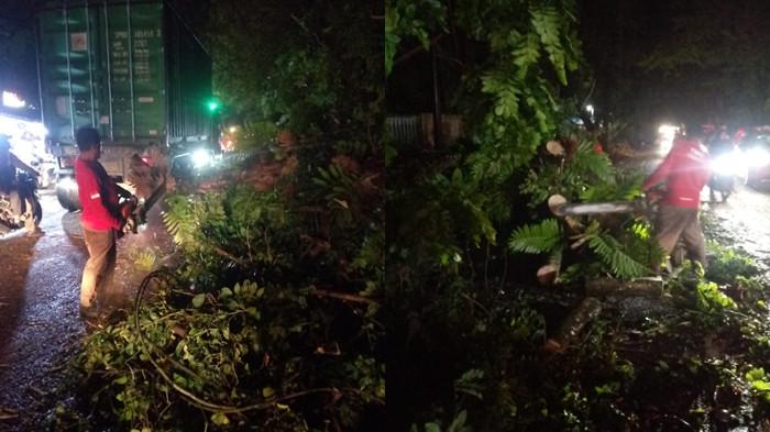 POHON TUMBANG - Cuaca ekstrem di Minahasa Utara (Minut), Sulawesi Utara (Sulut) pada Jumat (7/11/2025) malam, mengakibatkan terjadi pohon tumbang di beberapa lokasi berbeda. Petugas BPBD Minut melalukan evakuasi pohon tumbang sedikit menutup badan jalan.