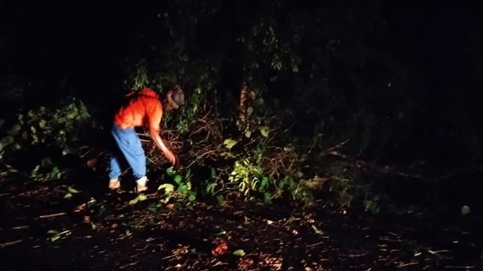 POHON TUMBANG - Cuaca ekstrem di Minahasa Utara (Minut), Sulawesi Utara (Sulut) pada Jumat (7/11/2025) malam, mengakibatkan terjadi pohon tumbang di beberapa lokasi berbeda. Petugas BPBD Minut melalukan evakuasi pohon tumbang sedikit menutup badan jalan.