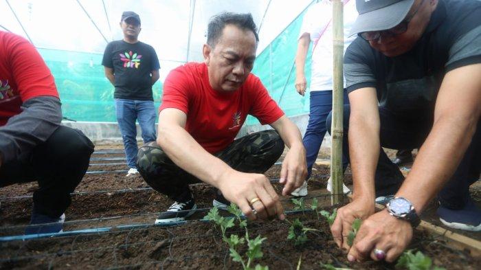 Wali Kota Tomohon Caroll Senduk Lakukan Penanaman Perdana Bibit Krisan untuk TIFF 2024