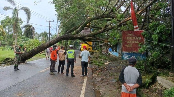 Pohon Besar Roboh di Jalan Manado Bitung Sulawesi Utara