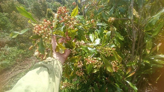 Potret buah cengkeh di Gunung Batu Kembar Atoga-Boltim.