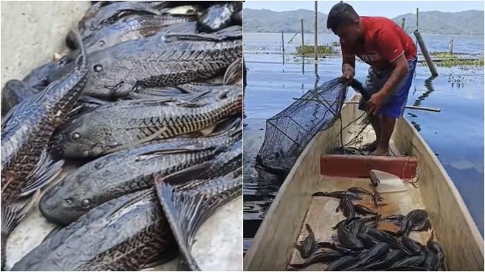 STRATEGI - Kolase foto nelayan di Danau Tondano dan ikan sapu-sapu.