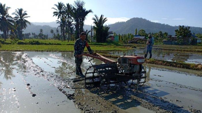 Babinsa Imandi Serda Edi Bantu Petani Bajak Sawah