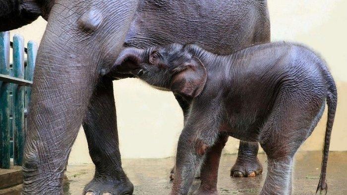 Bayi Gajah di Taman Safari Bogor Lahir di Tengah Pandemi Virus Corona, Diberi Nama Covid