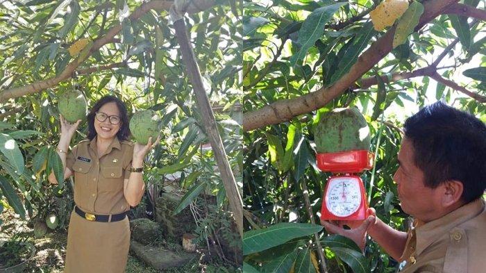Mangga Jumbo berat capai 2 kilogram. 