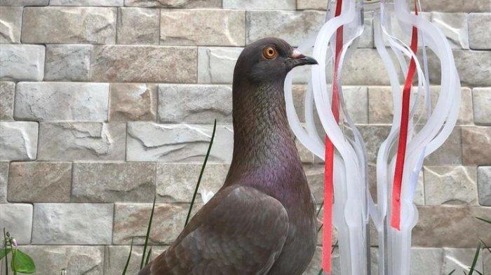 Seekor Burung Merpati Terjual Rp 1 Miliar, Terungkap Kehebatannya