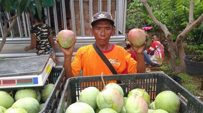 Mangga harga Rp 80 ribu per kilogram. 
