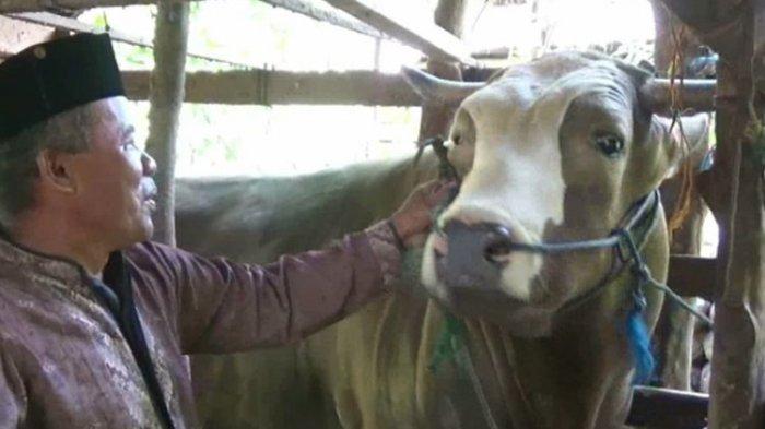 Sapi Milik Jokowi, Puang Tedong, Diberi Karpet Seharga Rp 2 Juta Agar Bisa Tidur Nyenyak