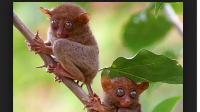 Kunjungan Turis Korut Ramaikan Wisata Bitung