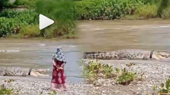 VIRAL VIDEO Muncul Kembali Buaya Berkalung Ban, Ada Sosok Mak-mak Sangat Dekat Posisinya
