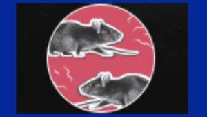 191023-tikus.jpg