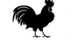 250324-Ayam.jpg