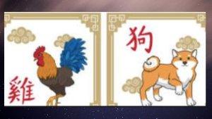 260324-ayam-anjing.jpg
