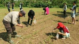 Aiptu-Junaidy-Bakary-Dampingi-Petani-LPTI-Talawaan-Bantik-Lakukan-Pemupukan-Jagung.jpg
