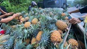 Buah-Nanas-yang-dijual-di-Jalan-Ringroad-Manado-Sulawesi-Utara5454.jpg